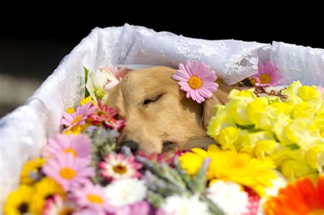 狗狗死後的世界|犬の精神世界と死後の行方